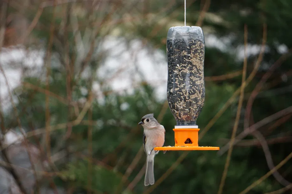 Máy cho chim từ chai tái chế Snapple và Ocean Spray - Image 5
