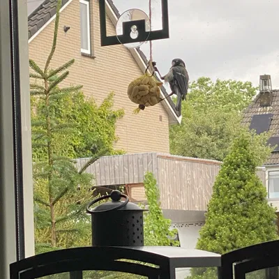 Cây cho chim đậu cửa sổ Starbucks