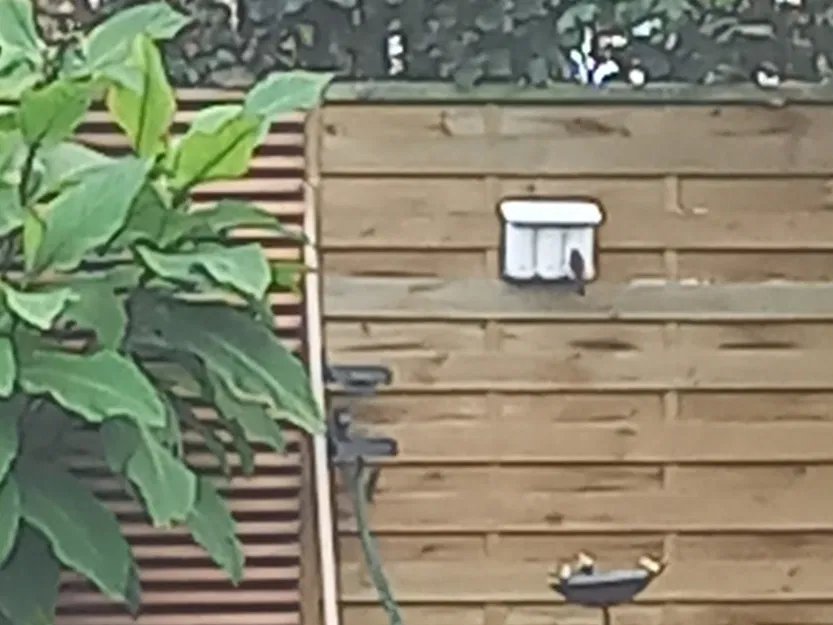 Trạm cho chim ăn gắn tường hoặc hàng rào riêng tư - Image 1