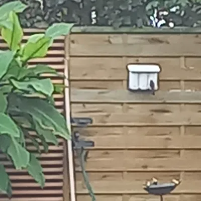 Trạm cho chim ăn gắn tường hoặc hàng rào riêng tư