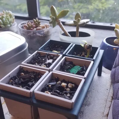 Hệ thống khởi động hạt giống - Tái sử dụng & In tại chỗ