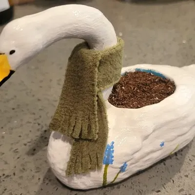 Chậu hoa thiên nga có lỗ thoát nước