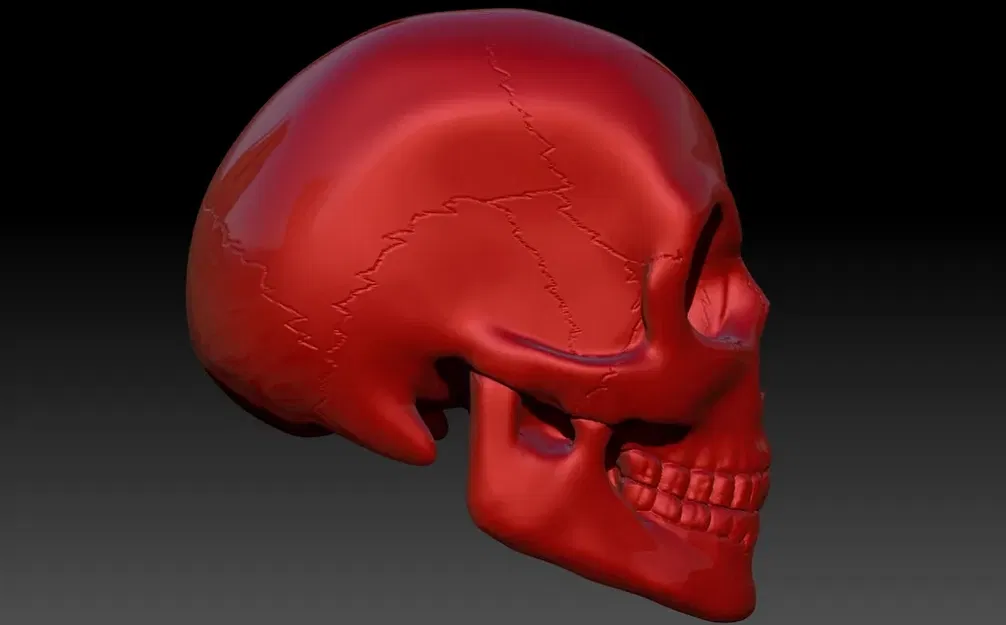 *Hộp sọ được tạo hình trong Zbrush* - Image 7