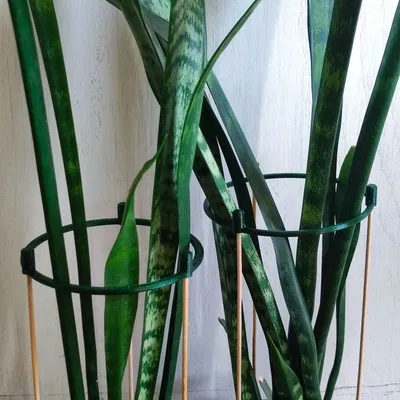 Giá đỡ cây với đường kính trong 10 cm và thanh gỗ tối đa 2,...