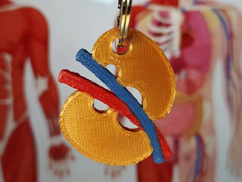 Móc khóa thận người 3D dành cho bác sĩ mới tốt nghiệp - Image 1