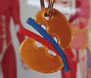 Móc khóa thận người 3D dành cho bác sĩ mới tốt nghiệp - Image 3