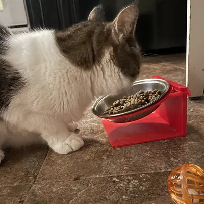 Giá đỡ bát ăn cho thú cưng có độ cao và góc nghiêng