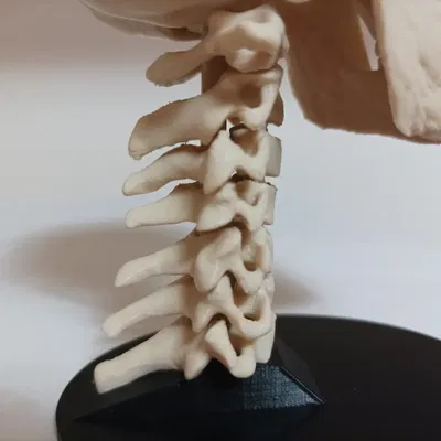 Mô hình cột sống linh hoạt C1-C7 kết hợp với đầu người