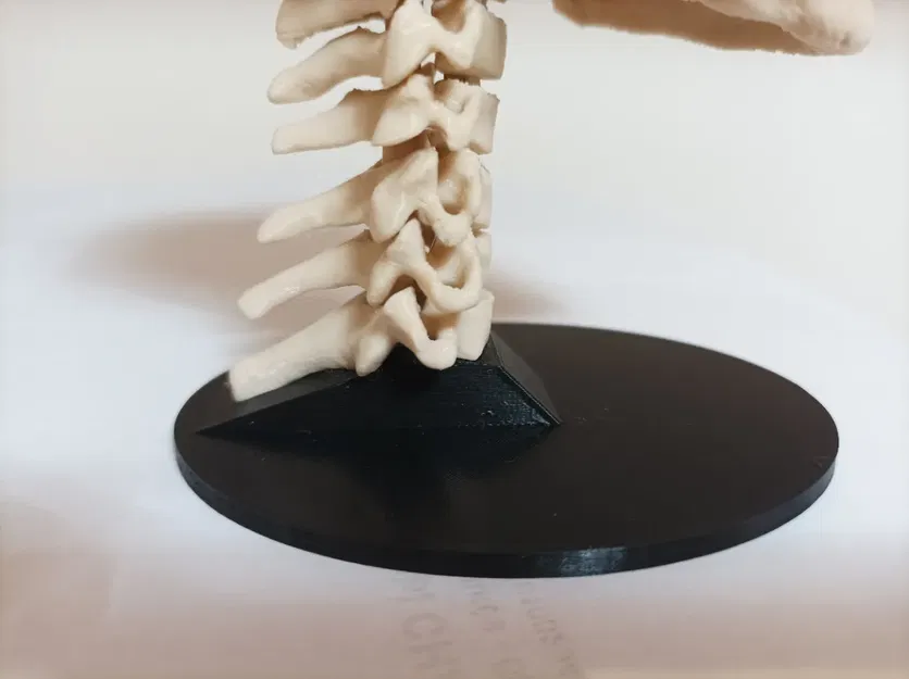 Giá đỡ hộp sọ người với mô hình cột sống C1-C7 - Image 1