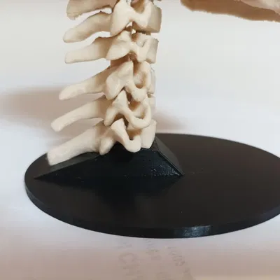 Giá đỡ hộp sọ người với mô hình cột sống C1-C7