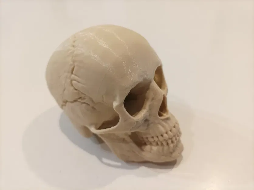 Mô hình đầu lâu người với giá đỡ và cột sống C1-C7 - Image 1