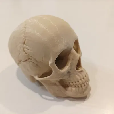 Mô hình đầu lâu người với giá đỡ và cột sống C1-C7