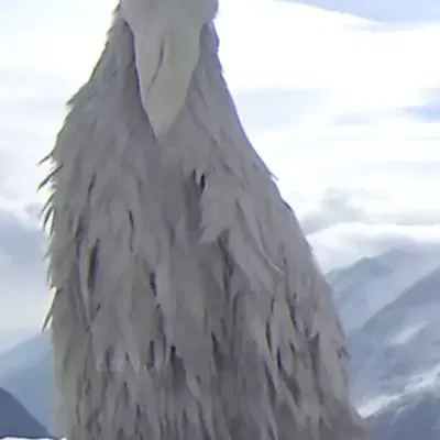 Chim xói mòn phần 2 từ xu hướng tiktok