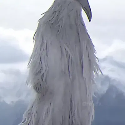 Những chú chim xói mòn từ video Tiktok nổi tiếng