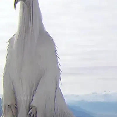 Những chú chim xói mòn từ video Tiktok nổi tiếng