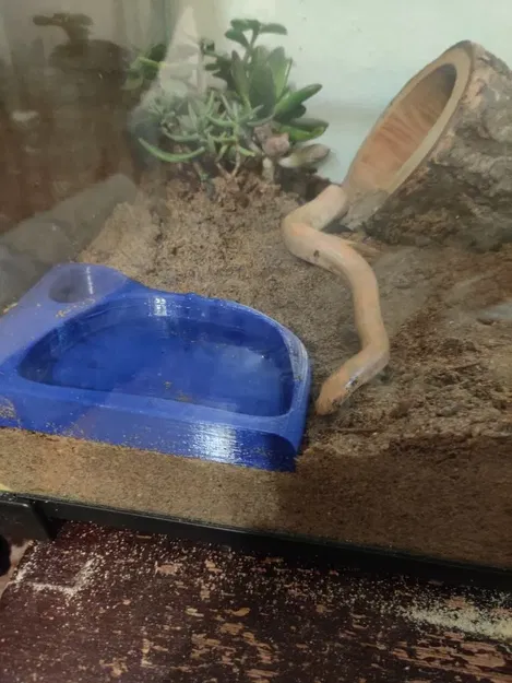 Bát nước và thức ăn cho bò sát, đặc biệt cho rắn - Image 1