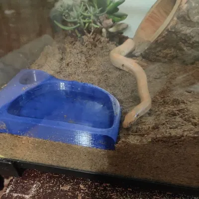 Bát nước và thức ăn cho bò sát, đặc biệt cho rắn