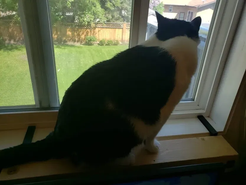 Giá đỡ cho mèo lên cửa sổ 2 x 4 - Image 2