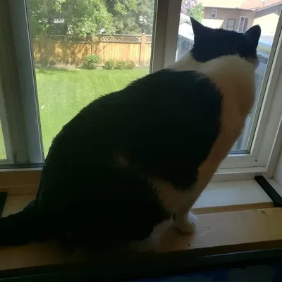 Giá đỡ cho mèo lên cửa sổ 2 x 4