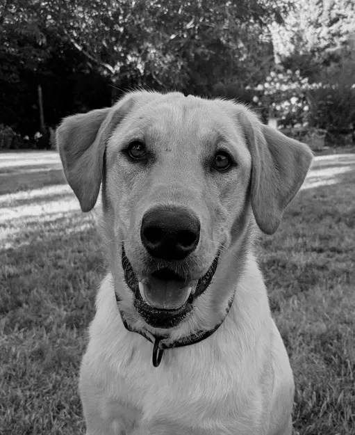 Mô hình lithophane chó với viền trang trí - Image 1