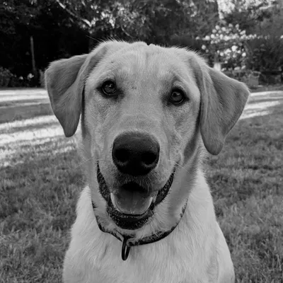 Mô hình lithophane chó với viền trang trí