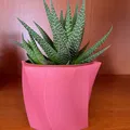 Bình hoa cong cho cây xương rồng Gasteria của Ikea - Thumbnail 1