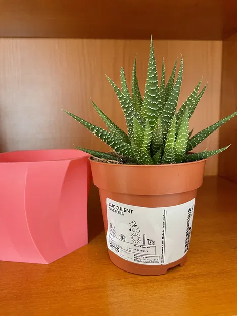 Bình hoa cong cho cây xương rồng Gasteria của Ikea - Image 2