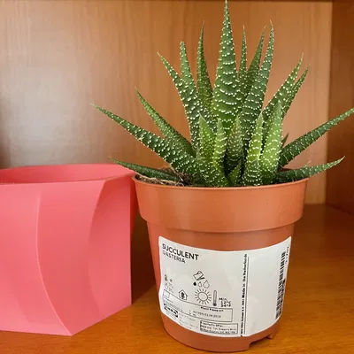 Bình hoa cong cho cây xương rồng Gasteria của Ikea
