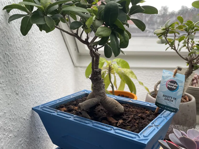 Chậu bonsai sâu với hệ thống thoát nước tự động - Image 1