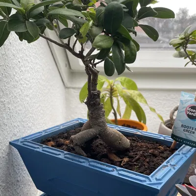 Chậu bonsai sâu với hệ thống thoát nước tự động