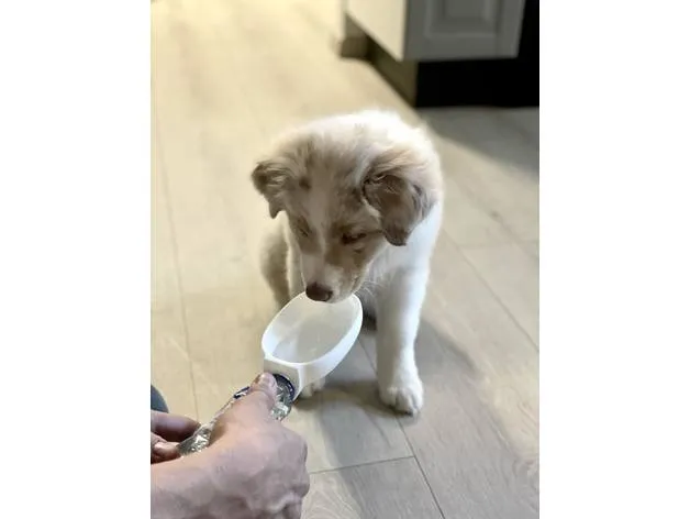 Bát uống nước không tràn cho thú cưng Pet Sipper - Image 1