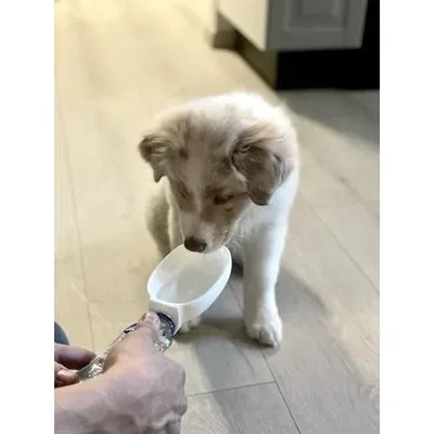 Bát uống nước không tràn cho thú cưng Pet Sipper