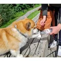 Bát uống nước không tràn cho thú cưng Pet Sipper - Thumbnail 5