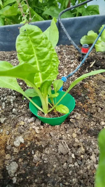 Bảo vệ cây giống khỏi côn trùng - Image 1