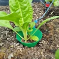 Bảo vệ cây giống khỏi côn trùng - Thumbnail 1