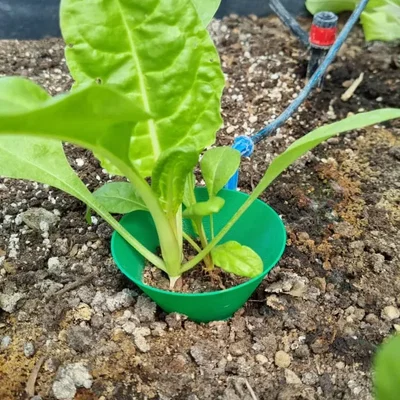 Bảo vệ cây giống khỏi côn trùng