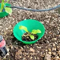 Bảo vệ cây giống khỏi côn trùng - Thumbnail 2
