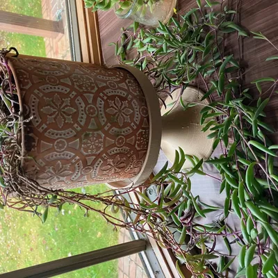 Giá đỡ cây tròn cho chậu cây xương rồng