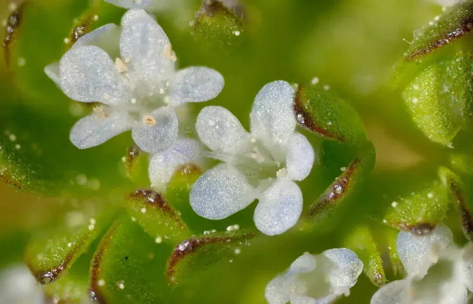 Mô đun ống kính vi sinh 4x cho máy ảnh Nikon F-mount - Image 2