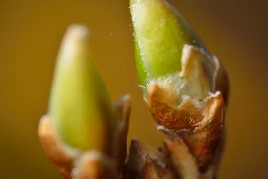 Bộ chuyển đổi kính hiển vi DX Nikon 2.75x và 4x - Image 5