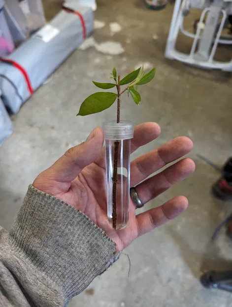 Giá đỡ cắt cây phong cách cột La Mã - Image 5