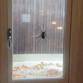 Nhện Halloween trong lưới với hai kích thước khác nhau - Thumbnail 4