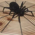 Nhện Halloween trong lưới với hai kích thước khác nhau - Thumbnail 5