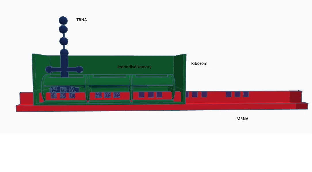 Mô hình mô phỏng quá trình tổng hợp protein cho học sinh - Image 1