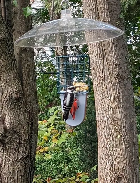 Giá đỡ đuôi cho bộ cho chim ăn mỡ kiểu lồng - Image 1