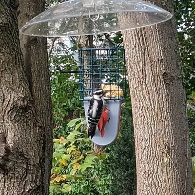 Giá đỡ đuôi cho bộ cho chim ăn mỡ kiểu lồng