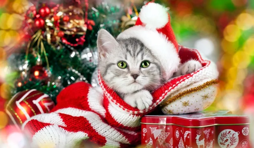 Đèn trang trí litophane cho nến trà - Image 1