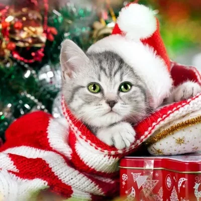 Đèn trang trí litophane cho nến trà