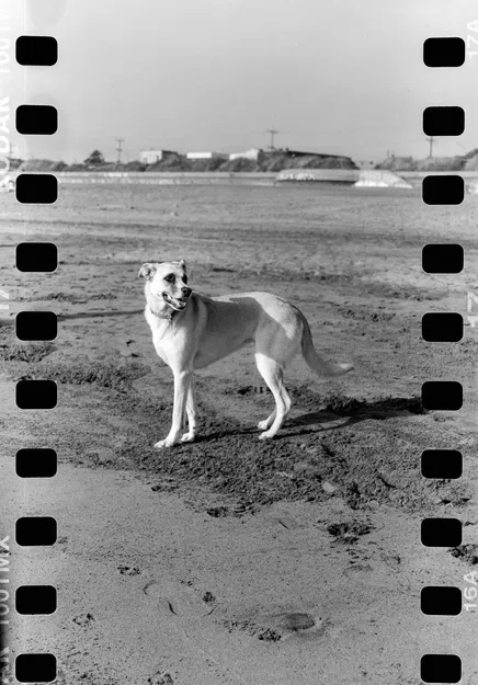 Bộ chuyển đổi phim 35mm cho máy ảnh định dạng trung 120 - Image 3