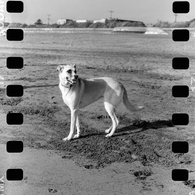 Bộ chuyển đổi phim 35mm cho máy ảnh định dạng trung 120